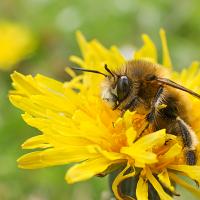 Hairy Footed Flower Bee wideangle 1 